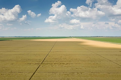 Areal view of crop fields in sunny summer day. Wheat Harvest
