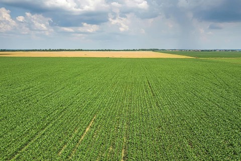 Aerial view of a green corn field. Corn Aerial