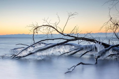 A frozen tree with icicles over a calm lake, illuminated by the sunrise, Hörnle, Constance, Lake