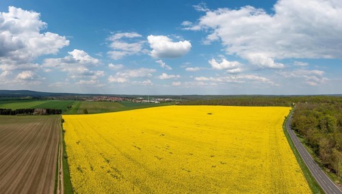 Green energy generation Wind turbines in a landscape with rapeseed fields
