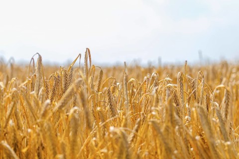 Golden ears of wheat in summer on the field. Wheat Background