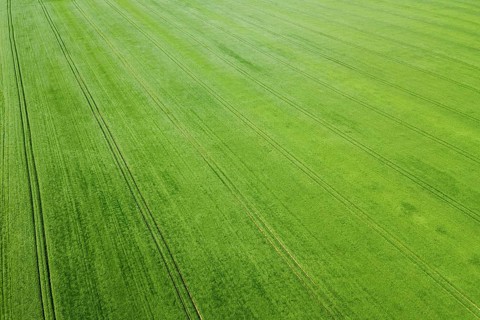 Aerial green wheat field. Aerial view large green field