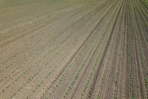 Aerial view of corn field. Top View spring corn field