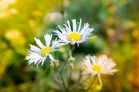 Closeup shot of daisy in the field on the sunny day