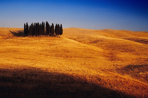 Landscape in Tuscany with group of trees