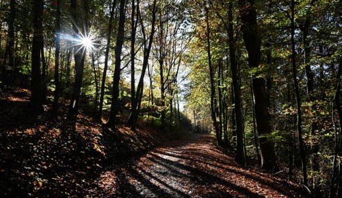 DEU, Germany, Iserlohn: The autumn colours enchant the forest in the Sauerland and also the people