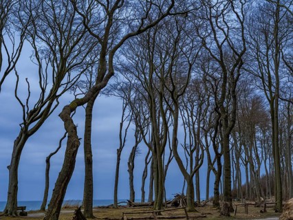 Trees in the ghostly forest on the cliffs facing the Baltic Sea, Nienhagen, Mecklenburg-Vorpommern,