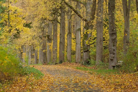 Walks on the Friedensberg, Golden October, Schwäbisch Hall, Hohenlohe, Germany, Europe
