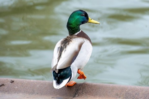 Male duck Anas platyrhynchos on the water