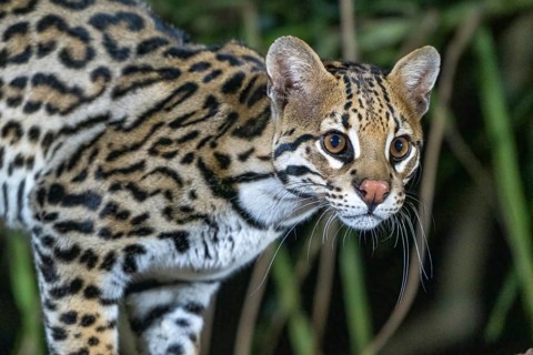 Ocelot (Leopardus pardalis), animal portrait, at night, Pantanal, inland, wetland, UNESCO Biosphere