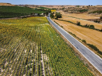 Aerial drone view of field of sunflowers during summer sunny day with blue sky. Sunflower natural