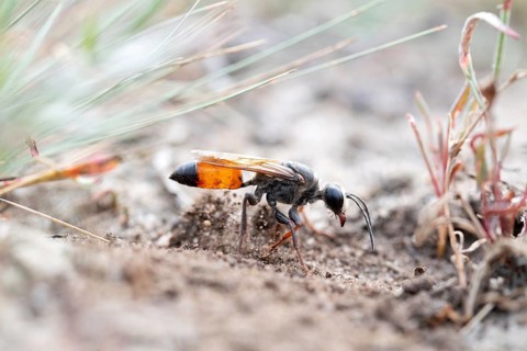 Golden digger wasp (Sphex funerarius), digs its nest in the sandy soil, Döberitzer Heide nature