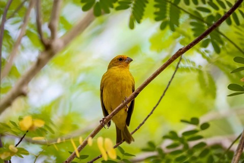 Saffron Finch perched on a twig against bright green background, Pantanal Wetlands, Mato Grosso,