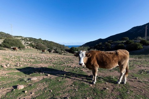 Cow standing in a pasture with a view of mountains and blue sky in the background, Ogliastra,