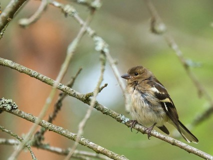 Chaffinch young on a branch in the forest. Brown, gray, green plumage. Small songbird in nature.