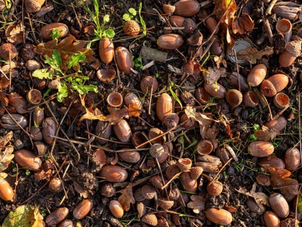 Acorns on the ground under an oak tree, Offenbach am Main, Hesse, Germany, Europe
