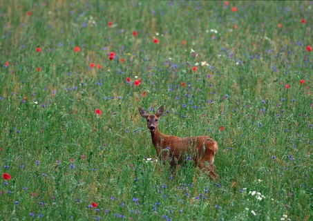 Roe deer (Capreolus capreolus)