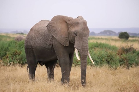 Close-up of an African elephant (Loxodonta africana) in the landscape of Amboseli National Park in