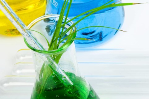 Green plants in laboratory equipment on white background
