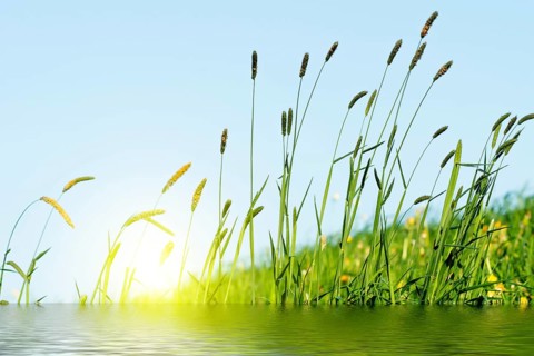 Flowering grass in detail - Allergens