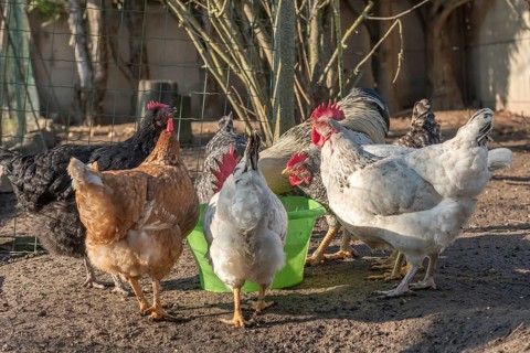 Group of hens drinking in a chicken coop France