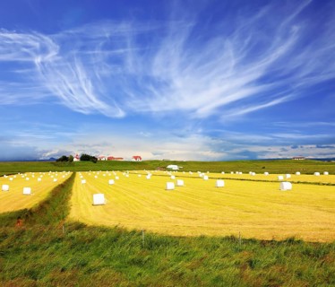 The farm and different economic constructions is in the distance visible. Rural pastoral after