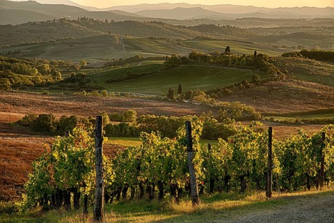 Panoramic view of scenic Tuscany landscape with vineyard in the Chianti region, Tuscany, Italy,