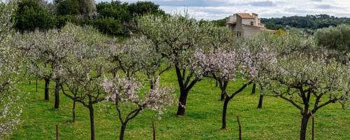 Almond blossom, Caimari, Majorca, Balearic Islands, Spain, Europe