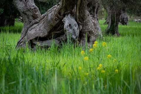 Centenary olive trees of Alqueria d'Avall, Bunyola, Majorca, Balearic Islands, Spain, Europe