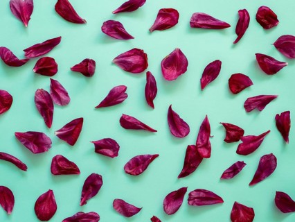 Red burgundy peony petals flat lay on blue-green turquoise background. Flower petals for minimal