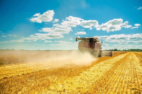 Combine harvester in work