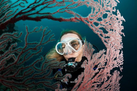 Diver and gorgonian, Melithaea sp., Cenderawasih Bay, West Papua, Indonesia, Asia
