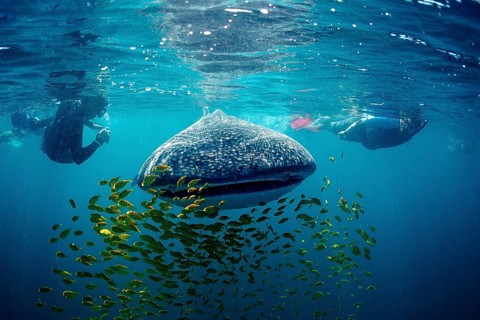 Whale shark, Rhincodon thypus, Mexico, Lake Cortez, Lower California, La Paz, Central America