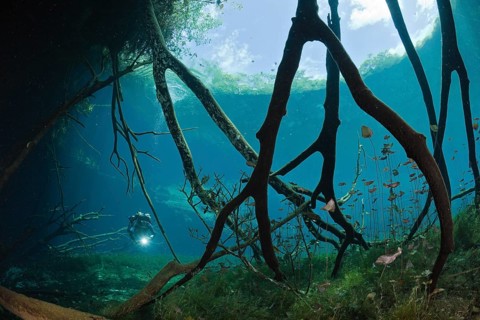 Diver in Car Wash Cenote Aktun Ha, Tulum, Yucatan Peninsula, Mexico, Central America