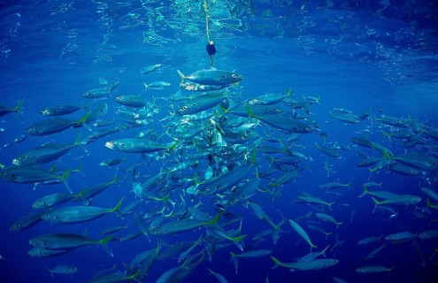 Herring mackerel, Decapterus sp., Mexico, Pacific Ocean, Guadalupe, Central America