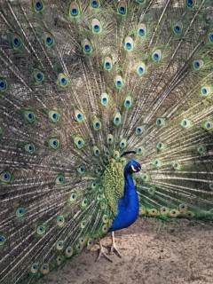 Magnificent peacock with vibrant iridescent blue and green plumage. Elegant feathers fan out,
