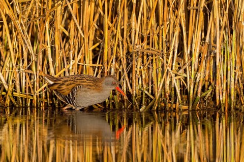Water rail, (Rallus aquaticus), animals, birds, biotope, habitat, foraging, waters, family of rail