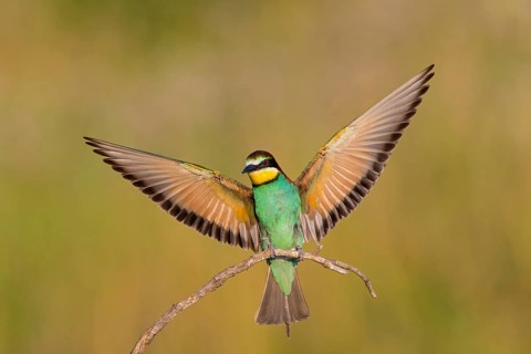 Bee-eater, (Merops apiaster), Animals, Birds, Raptor family, Perching station, Muselievo,