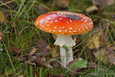 Fly agaric (Amanita muscaria)