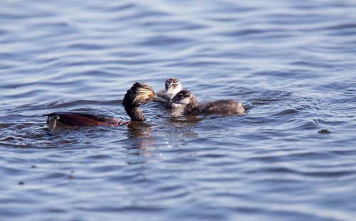 Eared Grebe with Babies Saskatchewan Marsh Canada