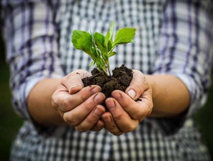 Woman holding a green young plant in her hands. Spring and ecology concept