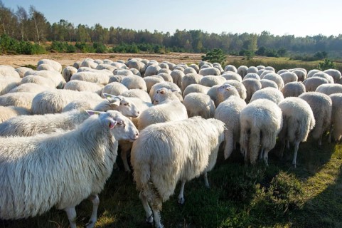 Cattle white Veluwe sheep in Ede at Holland