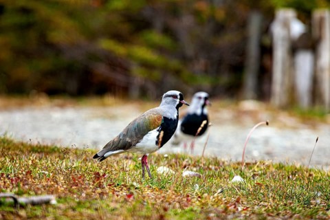 Two birds stand in a meadow in the foreground with a blurred, autumnal background, The Bronze