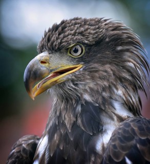 Golden eagle (Aquila chrysaetos) - close-up of head, in captivity