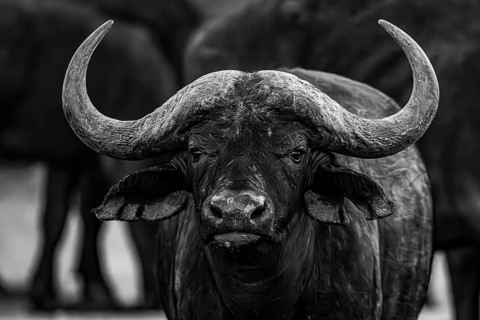 African buffalo (Syncerus caffer), Madikwe Game Reserve, North West Province, South Africa, RSA,