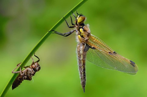 Four-spotted dragonfly with exuviae against a blurred green background