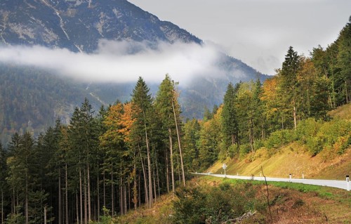 Fine autumn day in the Austrian Alps. The road in mountains among beginners to turn yellow pines