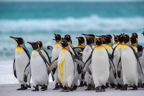 King penguins (Aptenodytes patagonicus) on the beach, Volunteer Point, Falkland Islands, Great