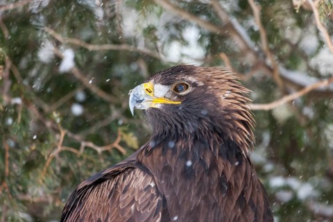 A captive golden eagle (Aqulia chrysaetos) at a bird of prey nature reserve in winter
