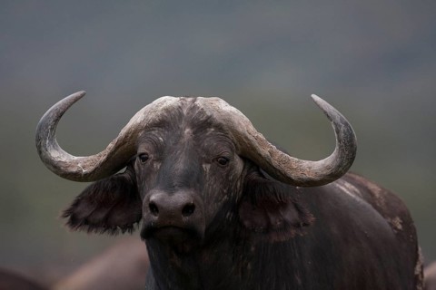 Cape buffalo portrait